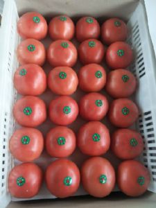 硬粉西红柿日上货量50万斤以上