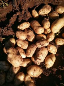 供应各品种土豆