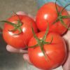 西红柿大量代收