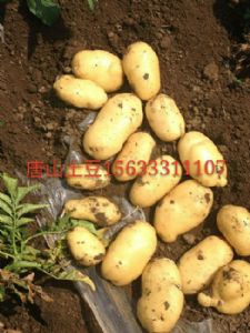 荷兰十五土豆 大量供应