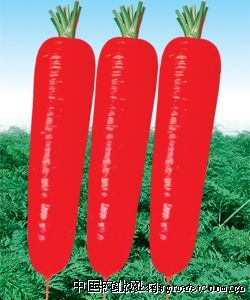 早红李子苗种植