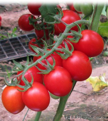 樱桃番茄是转基因的吗