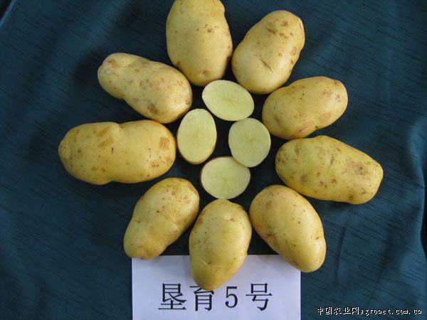 广紫薯1号种子