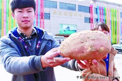 贵州金沙县岩孔街道发展药用蔬菜 为农民致富开良方