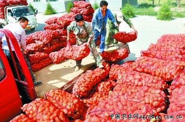 东圣西红柿品种