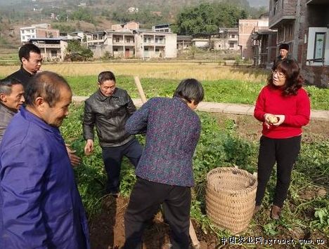 红托竹荪种子500毫升一瓶多少钱