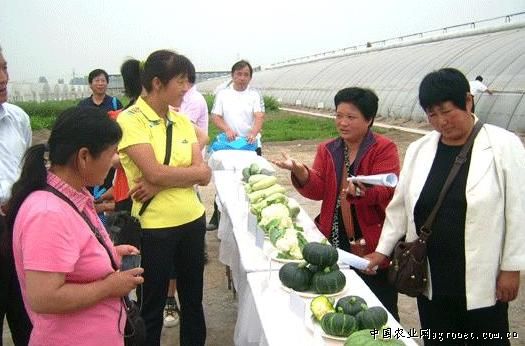 黑龙江省青冈县积极推进蔬菜产业转型升级发展