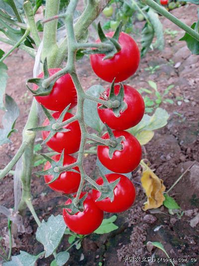 静欣番茄病虫害及防治