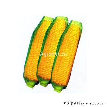 美豫22玉米种
