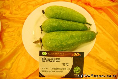 日本大葱品种久盛一本夏力2号一本太