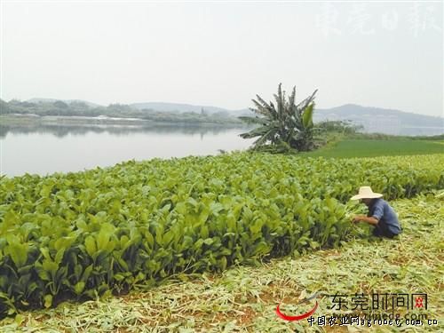中国韭菜十大品种