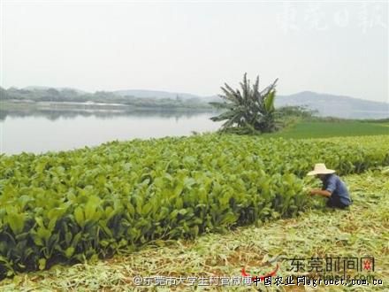 中农868辣椒产地供应
