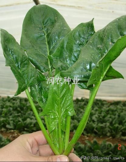 紫扁豆种植技术