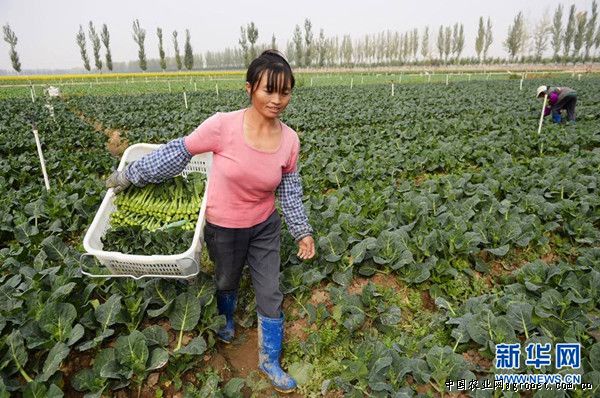 淄博鲁中蔬菜批发市场 产品不合格禁入市