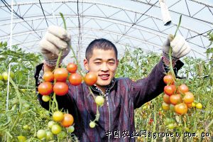 露天西红柿种植管理