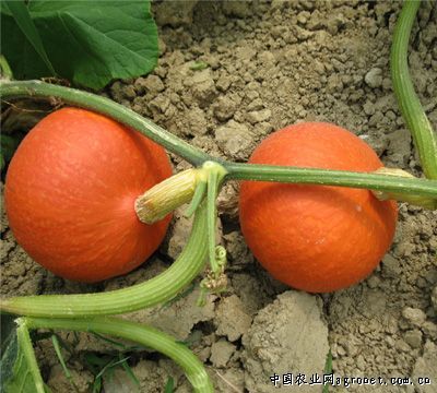 超越西红柿病虫害及防治