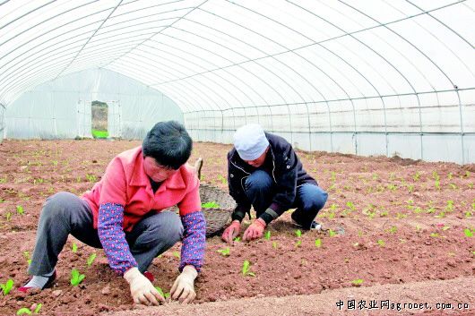 张溪香芋施肥技术