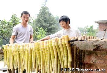 织金竹荪施肥技术