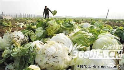 华颂34土豆批发市场