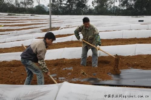 胖胖蔬菜合作社成为云南双江有机农业的品牌