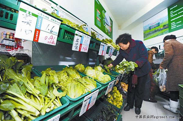 韩国绿包菜合作社