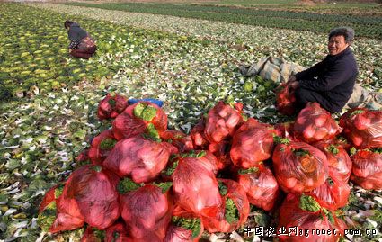 博美西红柿产地和价格