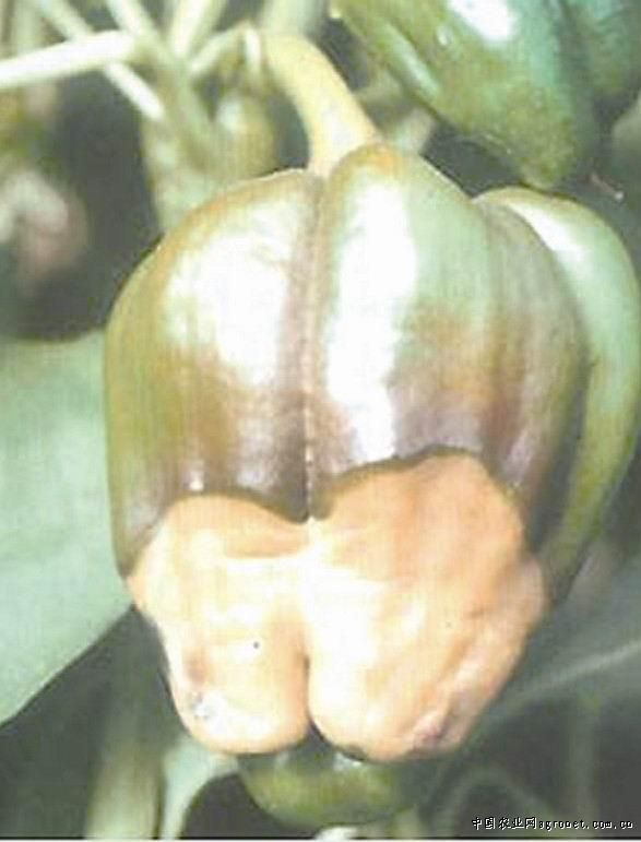 紫花油豆管理技巧
