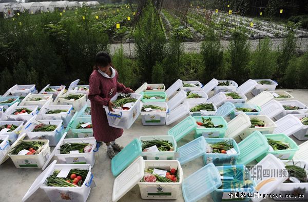 韩国绿包菜病虫害及防治