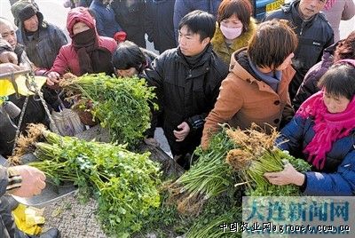 紫芦笋种子哪里有卖,多少钱一斤