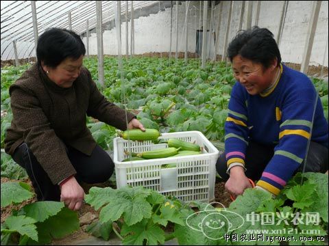 夏白菜种植技术视频