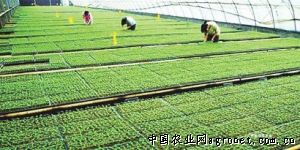 温室黄瓜施肥技术