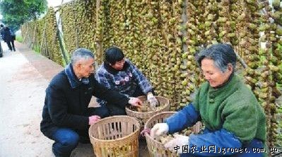茶树菇供应信息