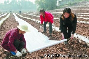 江永香芋种植技术