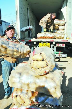 广州香菇批发市场