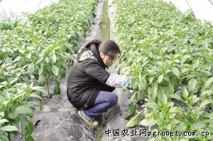 中国玉米信息网