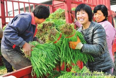 广昌4号茶树菇种植技术