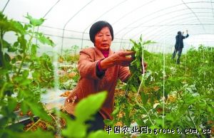 红扁豆的种植