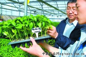中绿丝瓜种植技术