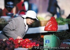 北京小白菜种植时间