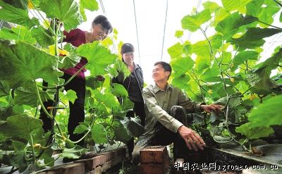 河南郏县老农种植800多吨南瓜滞销