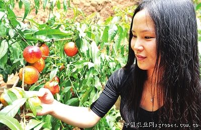 越夏番茄品种
