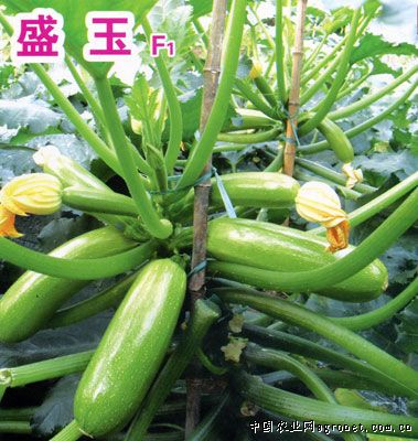 博新191黄瓜系列品种