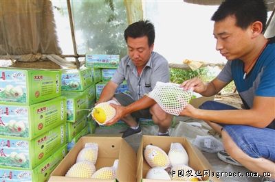 黄瓜种植技术与管理