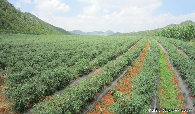 布利塔长茄育种技术