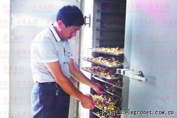 北京553红薯种植技术
