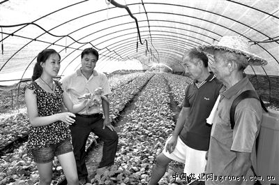 贵州魔芋种植基地