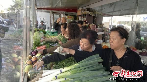 紫白菜市场价格