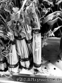 竹筒白菜怎么种植方法
