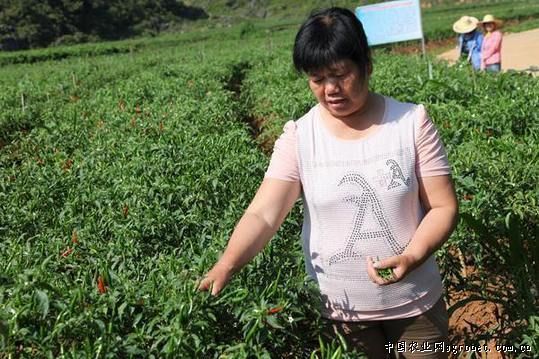 台湾中花芥蓝种植技术