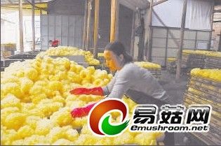 天津60白菜产地